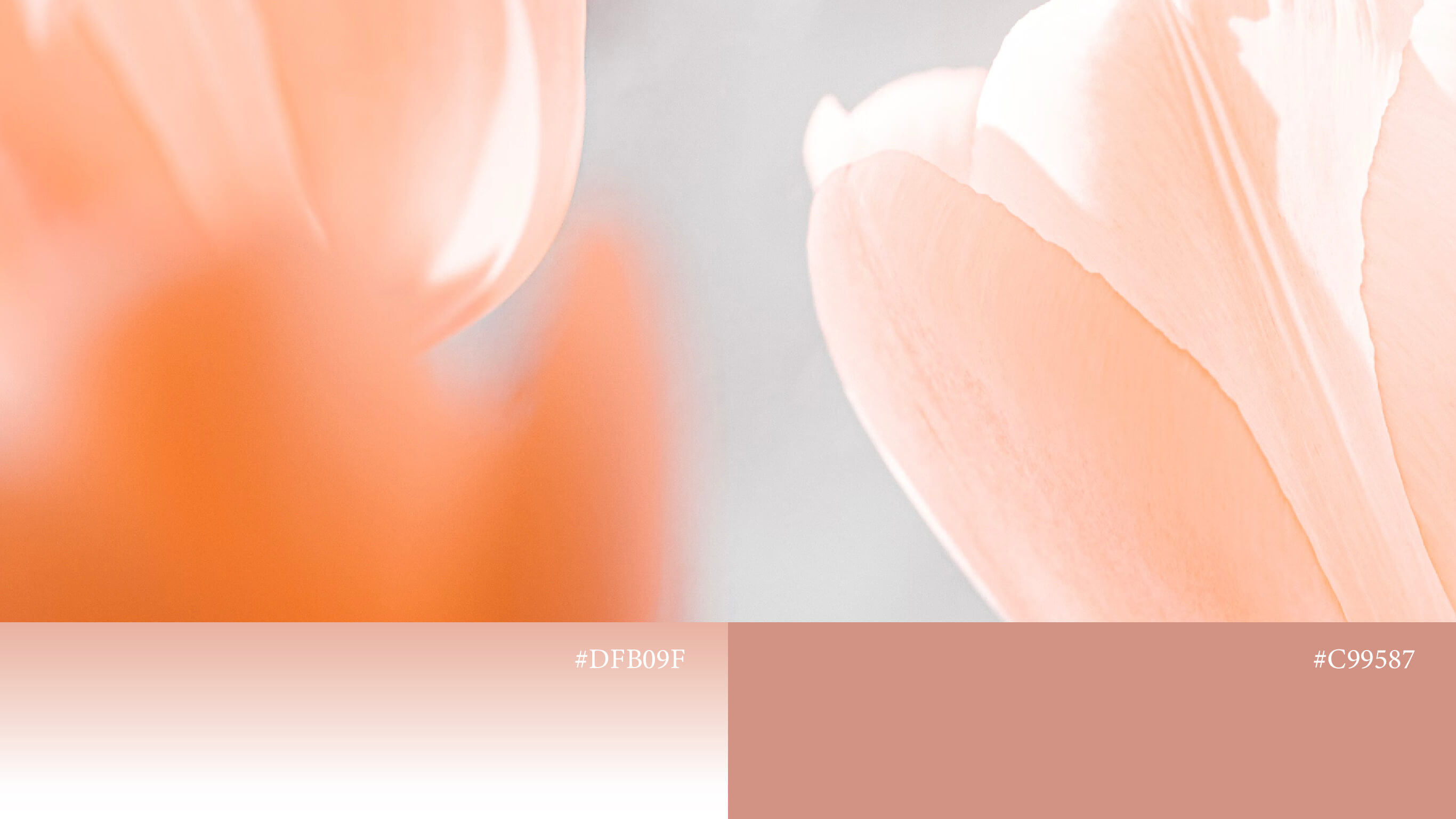 紅妝 hollie blossom 4